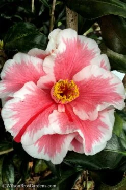 Lady Vansittart Multicolor Camellia Japonica - 1 Gallon Pot -Botanhush Sales Camellia Lady Vansittart 12