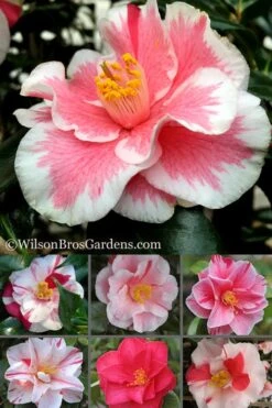Lady Vansittart Multicolor Camellia Japonica - 6 Pack Of 1 Gallon Pots 13 Lady Vansittart Multicolor Camellia Japonica - 6 Pack Of 1 Gallon Pots -Botanhush Sales Camellia Lady Vansittart 500x750 2