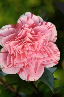 Les Marbury Camellia Japonica - 1 Gallon Pot -Botanhush Sales Camellia Les Marbury 3