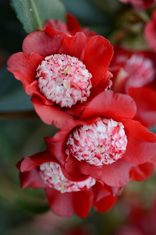 Lipstick Red Camellia Japonica - 3 Gallon Pot 1 Lipstick Red Camellia Japonica - 3 Gallon Pot