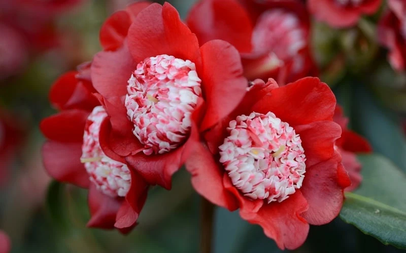 Lipstick Red Camellia Japonica - 3 Gallon Pot 4 Lipstick Red Camellia Japonica - 3 Gallon Pot - Image 4
