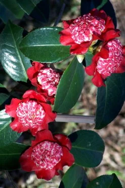 Lipstick Red Camellia Japonica - 3 Gallon Pot 13 Lipstick Red Camellia Japonica - 3 Gallon Pot -Botanhush Sales Camellia Lipstick 3