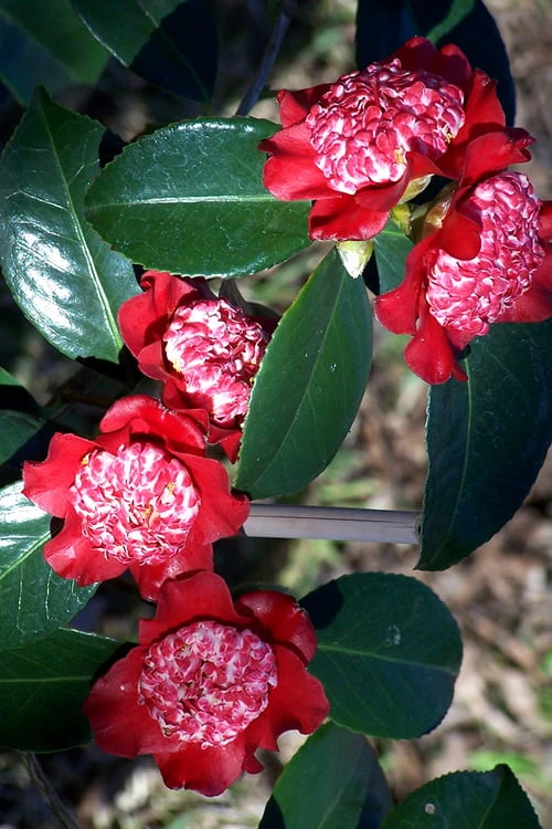 Lipstick Red Camellia Japonica - 3 Gallon Pot 6 Lipstick Red Camellia Japonica - 3 Gallon Pot - Image 6