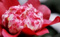 Lipstick Red Camellia Japonica - 3 Gallon Pot 12 Lipstick Red Camellia Japonica - 3 Gallon Pot -Botanhush Sales Camellia Lipstick 4