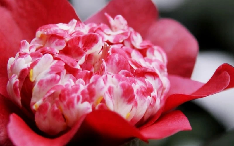 Lipstick Red Camellia Japonica - 3 Gallon Pot 5 Lipstick Red Camellia Japonica - 3 Gallon Pot - Image 5