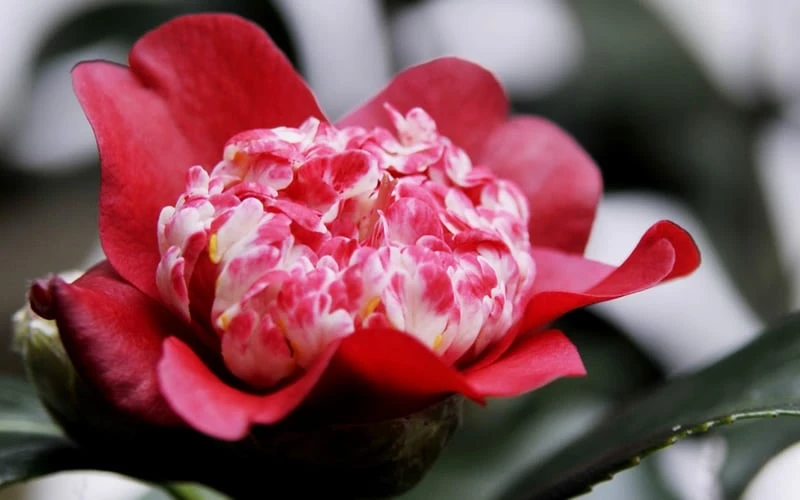 Lipstick Red Camellia Japonica - 3 Gallon Pot 8 Lipstick Red Camellia Japonica - 3 Gallon Pot - Image 8