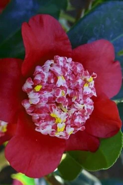 Lipstick Red Camellia Japonica - 3 Gallon Pot 14 Lipstick Red Camellia Japonica - 3 Gallon Pot -Botanhush Sales Camellia Lipstick 6