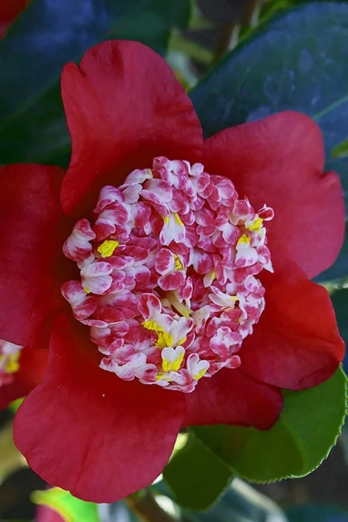 Lipstick Red Camellia Japonica - 3 Gallon Pot 7 Lipstick Red Camellia Japonica - 3 Gallon Pot - Image 7