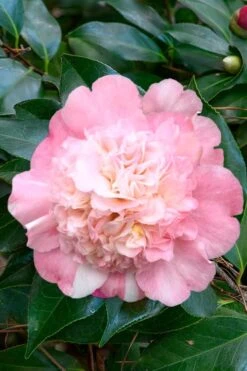Look Again Camellia Japonica - 3 Gallon Pot -Botanhush Sales Camellia Look Again 1