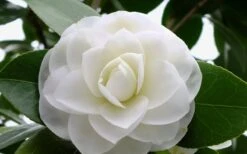 Morning Glow Camellia Japonica - 3 Gallon Pot -Botanhush Sales Camellia Morning Glow 800x500 1