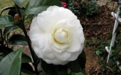 Morning Glow Camellia Japonica - 3 Gallon Pot -Botanhush Sales Camellia Morning Glow 9