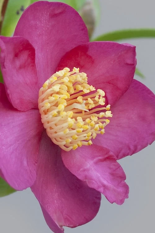 Nokorika Fragrant Purple Camellia - 1 Gallon Pot 1 Nokorika Fragrant Purple Camellia - 1 Gallon Pot