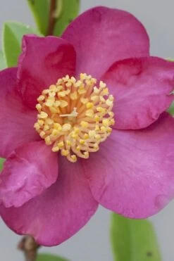 Nokorika Fragrant Purple Camellia - 1 Gallon Pot 7 Nokorika Fragrant Purple Camellia - 1 Gallon Pot -Botanhush Sales Camellia Nokorika 2