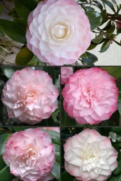 Nuccio's Pearl Camellia Japonica - 3 Gallon Pot 8 Nuccio's Pearl Camellia Japonica - 3 Gallon Pot -Botanhush Sales Camellia Nuccios Pearl 1