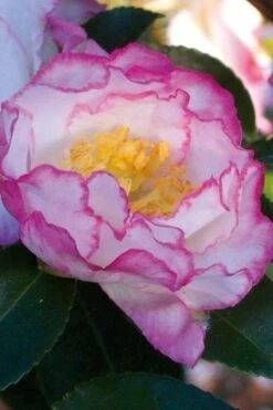 October Magic Inspiration Camellia - 1 Gallon Pot -Botanhush Sales Camellia October Inspiration