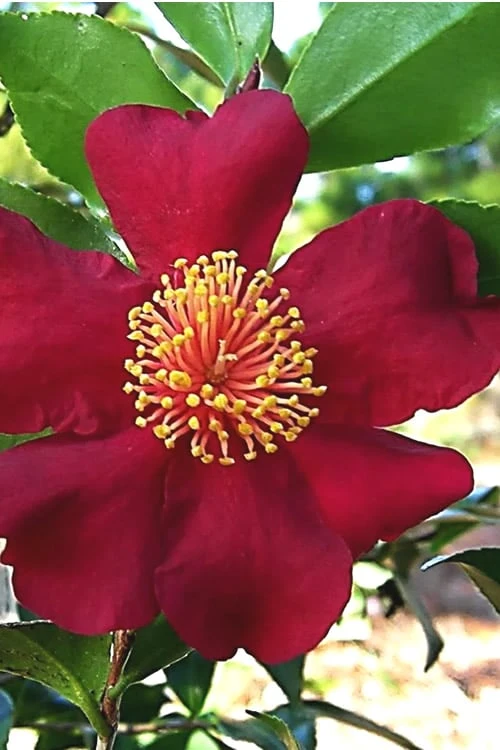 October Magic Crimson 'N Clover Camellia - 3 Gallon Pot 1 October Magic Crimson 'N Clover Camellia - 3 Gallon Pot