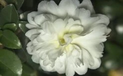 October Magic Ivory Camellia - 1 Gallon Pot 7 October Magic Ivory Camellia - 1 Gallon Pot -Botanhush Sales Camellia October Magic Ivory