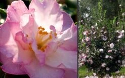 October Magic Orchid Camellia - 2 Gallon Pot 8 October Magic Orchid Camellia - 2 Gallon Pot -Botanhush Sales Camellia October Magic Orchid Flowers 2