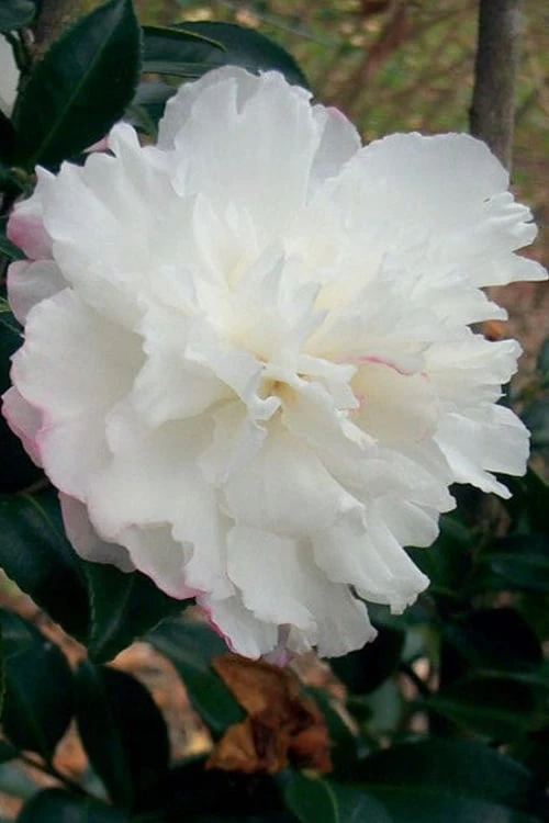 October Magic Snow Camellia - 3 Gallon Pot 1 October Magic Snow Camellia - 3 Gallon Pot