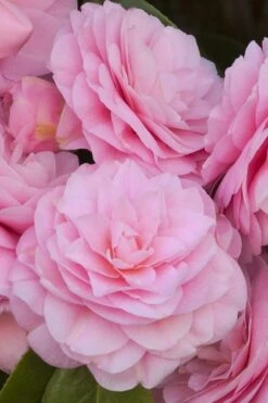 Pearl Maxwell Camellia Japonica - 1 Gallon Pot 11 Pearl Maxwell Camellia Japonica - 1 Gallon Pot -Botanhush Sales Camellia Pearl Maxwell 10