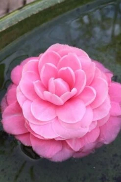 Pearl Maxwell Camellia Japonica - 1 Gallon Pot 10 Pearl Maxwell Camellia Japonica - 1 Gallon Pot -Botanhush Sales Camellia Pearl Maxwell 5