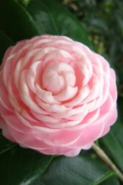 Pink Perfection Camellia Japonica - 3 Gallon Pot 8 Pink Perfection Camellia Japonica - 3 Gallon Pot -Botanhush Sales Camellia Pink Perfection 27