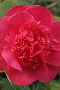 Red Fellow Camellia Japonica - 3 Gallon Pot 7 Red Fellow Camellia Japonica - 3 Gallon Pot -Botanhush Sales Camellia Red Fellow 1 1