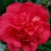 Red Fellow Camellia Japonica - 3 Gallon Pot