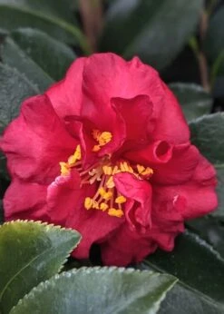 Reverend Ida Red ShiShi Gashira Dwarf Camellia Sasanqua - 1 Gallon Pot -Botanhush Sales Camellia Reverend Ida 3