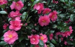 Shishi Gashira Dwarf Camellia Sasanqua - 3 Gallon Pot -Botanhush Sales Camellia Shishi Gashira 24