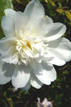Snow Flurry Cold Hardy Camellia Hybrid - 1 Gallon Pot -Botanhush Sales Camellia Snow Flurry 2