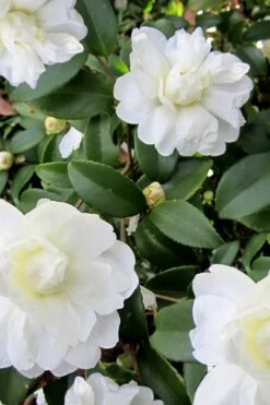 Snow Flurry Cold Hardy Camellia Hybrid - 1 Gallon Pot -Botanhush Sales Camellia Snow Flurry 6