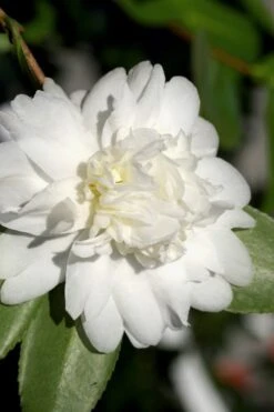 Snow Flurry Cold Hardy Camellia Hybrid - 1 Gallon Pot -Botanhush Sales Camellia Snow Flurry 8