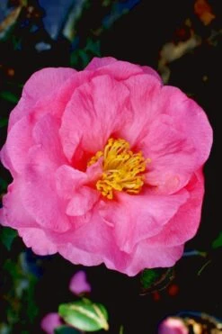 Stephanie Golden Dwarf Camellia Sasanqua - 3 Gallon Pot -Botanhush Sales Camellia Stephanie Golden 12