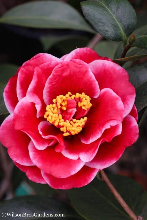 Tama Vino Camellia Japonica - 3 Gallon Pot 1 Tama Vino Camellia Japonica - 3 Gallon Pot