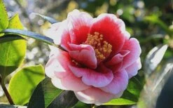 Tama Vino Camellia Japonica - 1 Gallon Pot 15 Tama Vino Camellia Japonica - 1 Gallon Pot -Botanhush Sales Camellia Tama Vino 7 1