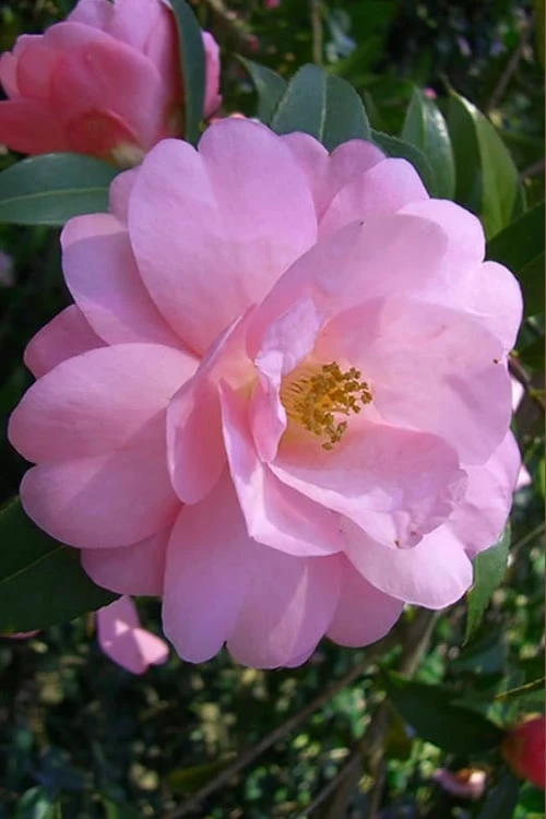 Taylors Perfection Pink Camellia Hybrid - 3 Gallon Pot 1 Taylors Perfection Pink Camellia Hybrid - 3 Gallon Pot