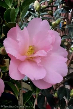 Taylors Perfection Pink Camellia Hybrid - 3 Gallon Pot 12 Taylors Perfection Pink Camellia Hybrid - 3 Gallon Pot -Botanhush Sales Camellia Taylors Perfection 60