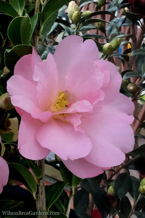 Taylors Perfection Pink Camellia Hybrid - 3 Gallon Pot 6 Taylors Perfection Pink Camellia Hybrid - 3 Gallon Pot - Image 6