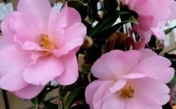 Taylors Perfection Pink Camellia Hybrid - 3 Gallon Pot 13 Taylors Perfection Pink Camellia Hybrid - 3 Gallon Pot -Botanhush Sales Camellia Taylors Perfection 61