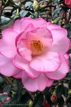 Taylors Perfection Pink Camellia Hybrid - 3 Gallon Pot 11 Taylors Perfection Pink Camellia Hybrid - 3 Gallon Pot -Botanhush Sales Camellia Taylors Perfection 62