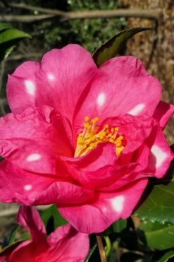 Winter's Fire Cold Hardy Camellia - 3 Gallon Pot 13 Winter's Fire Cold Hardy Camellia - 3 Gallon Pot -Botanhush Sales Camellia Winters Fire 1