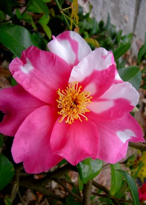 Winter's Fire Cold Hardy Camellia - 3 Gallon Pot 1 Winter's Fire Cold Hardy Camellia - 3 Gallon Pot