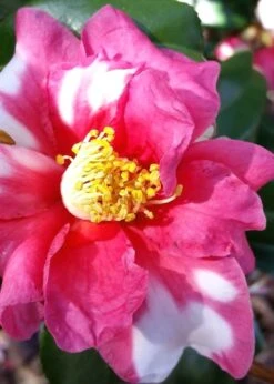 Winter's Fire Cold Hardy Camellia - 3 Gallon Pot 11 Winter's Fire Cold Hardy Camellia - 3 Gallon Pot -Botanhush Sales Camellia Winters Fire 11