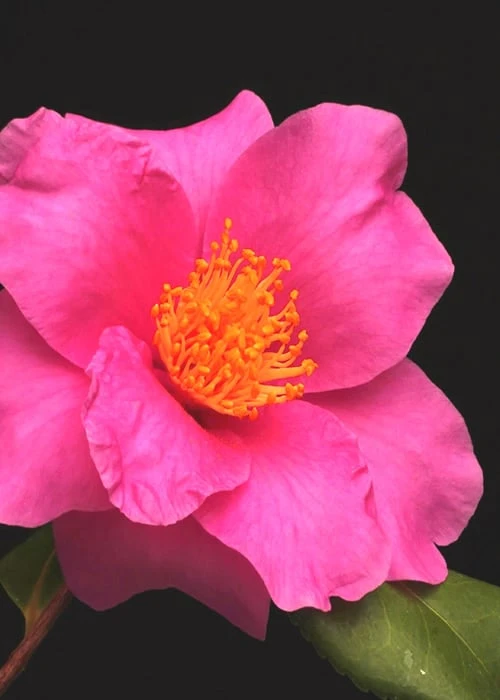Winter's Fire Cold Hardy Camellia - 3 Gallon Pot 6 Winter's Fire Cold Hardy Camellia - 3 Gallon Pot - Image 6