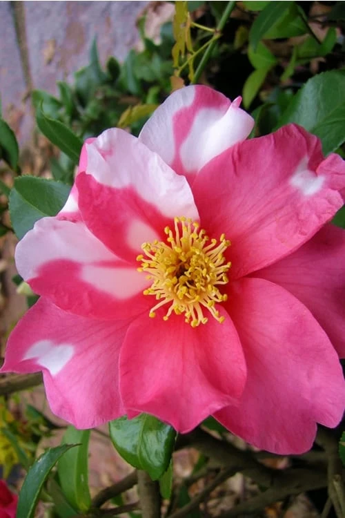 Winter's Fire Cold Hardy Camellia - 3 Gallon Pot 4 Winter's Fire Cold Hardy Camellia - 3 Gallon Pot - Image 4