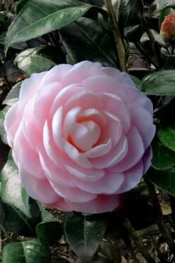 Winter's Rose Cold Hardy Dwarf Camellia - 1 Gallon Pot
