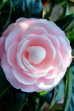 Winter's Rose Cold Hardy Dwarf Camellia - 3 Gallon Pot 7 Winter's Rose Cold Hardy Dwarf Camellia - 3 Gallon Pot -Botanhush Sales Camellia Winters Rose 6