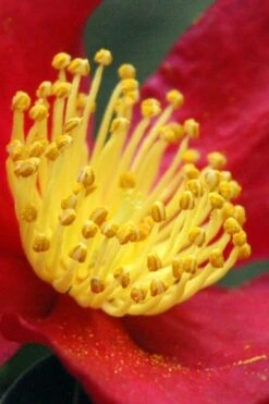 Yuletide Camellia Sasanqua - 7 Gallon Pot (3-4') 12 Yuletide Camellia Sasanqua - 7 Gallon Pot (3-4') -Botanhush Sales Camellia Yuletide 30