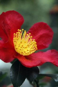 Yuletide Camellia Sasanqua - 7 Gallon Pot (3-4')